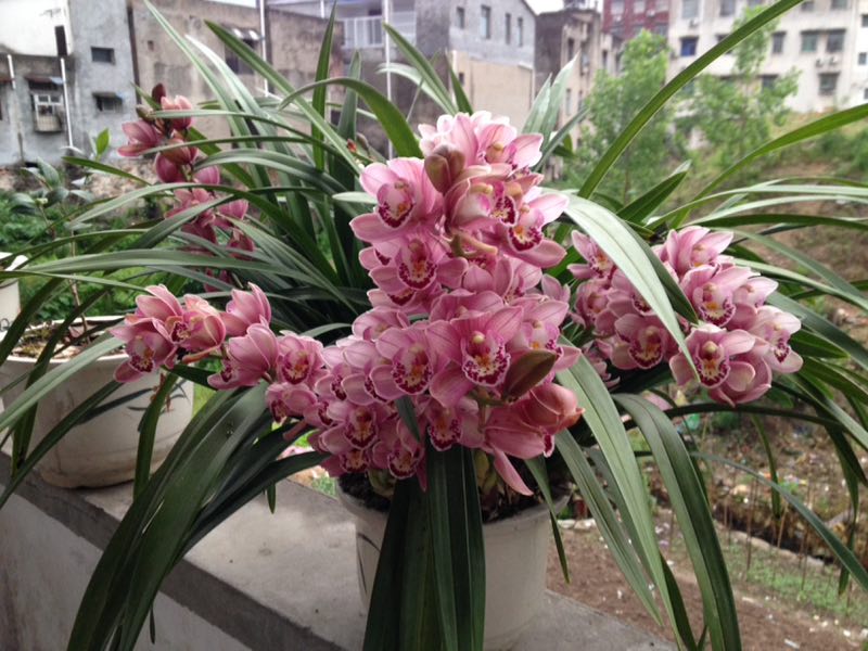 orchid